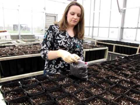 how to transplant pawpaw trees