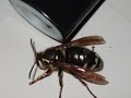 my-bad-ass-bug.html