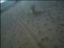 Motorrad-Video Flying in the sand. Returned. KTM Adventure in Morocco
