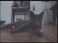 Pussy versus the Laser  (You Tube Kitty)