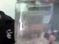 videos de feto bailndo brake.3gp