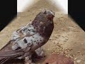 Tajik playing pigeons (kaftari bozingari tojik) Tajik playing pigeons (kaftari bozingari tojik)