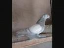 Tajik playing pigeons (kaftari bozingari tojik)