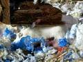 videos de Gerbils Trying to nurse