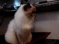 Sult�o e a trena