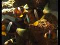 Acquario di Genova