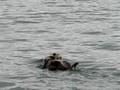 zeeotter