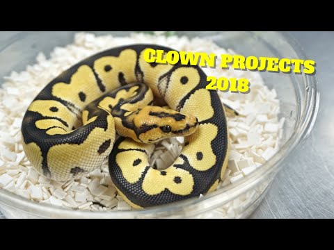 YouTube reptile video