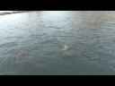 Sea Lions of California Marine Sanctuaries