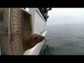 videos de Sea Lions of California Marine Sanctuaries