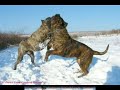 el presa gran canaria kennel/dogo canario