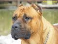 el presa gran canaria kennel/dogo canario