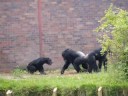Chester Zoo Part 1