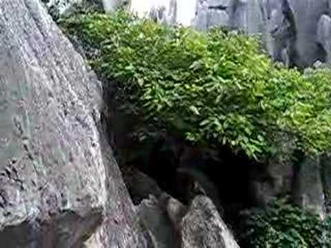 Stone Forest