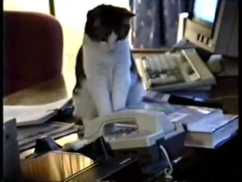 Clever Cat