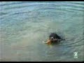 Video cortito sobre el perro de Agua- que belleza