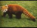videos de Endangered and dying
