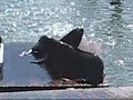 Battle for king of the pier Battle for king of the pier