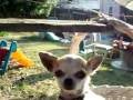videos de Tacobell Air Balloon
