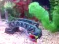beautiful-healthy-fancy-goldfish.html