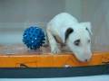 videos de Bullterrier Macho STA REF:228
