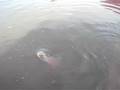 videos de Shalamar Garden 6 September 2008 Lahore Pakistan