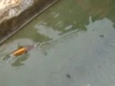 carpotta