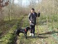 german short haired pointer out for a walk