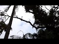 I uploaded a @YouTube video http://t.co/P29t6LC2 Bats of Sydney 7