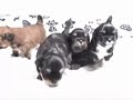 Lhasa Apso Puppies Lhasa Apso Puppies