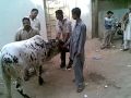 khubsurat cow qurbani in liaquatabad 2009