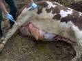 Death from Hemorrhagic Bowel Syndrome ~Graphic Video~