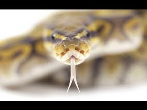 YouTube reptile video