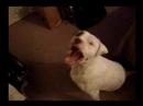 Buster Chomps Buster Chomps