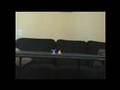 stop motion : cat and dog