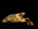 Tiny Teacup/Pocket sized Silver Chinchilla Persian 4 adoption www.tcup-persians.com