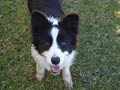 pippi worlds sweetest border collie 