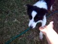pippi worlds sweetest border collie 