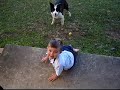 pippi worlds sweetest border collie 