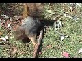 the-squirrel-whispereror-attack-of-the-killer-squirrels.html
