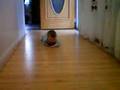 Elliot pre-crawling