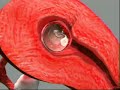 Pregnancy and Fetal Development Animation