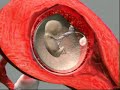 Pregnancy and Fetal Development Animation Pregnancy and Fetal Development Animation