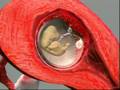 Pregnancy and Fetal Development Animation