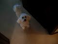 Daisy gets another morning blowdry