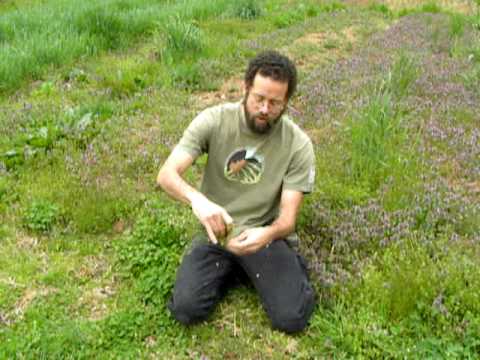 how to harvest cress