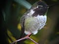 Anna's Hummingbird Digiscoping