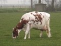 Koeienfotografie (2)