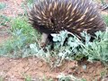Three Hungry Echidnas