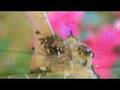 Baby Hummingbirds